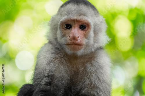 White headed capuchin monkey (Cebus capucinus) in a wild with natural background