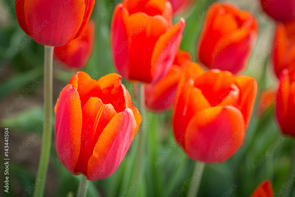 Fototapeta premium Tulipani rossi e arancioni in campo