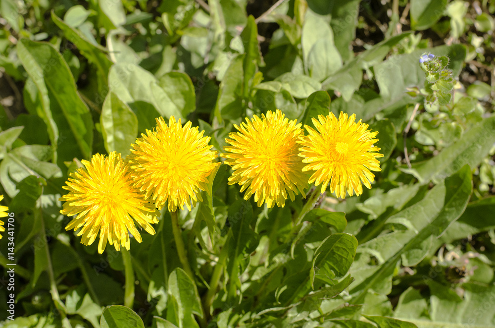 Spring field with dandelions Spring field with dandelions