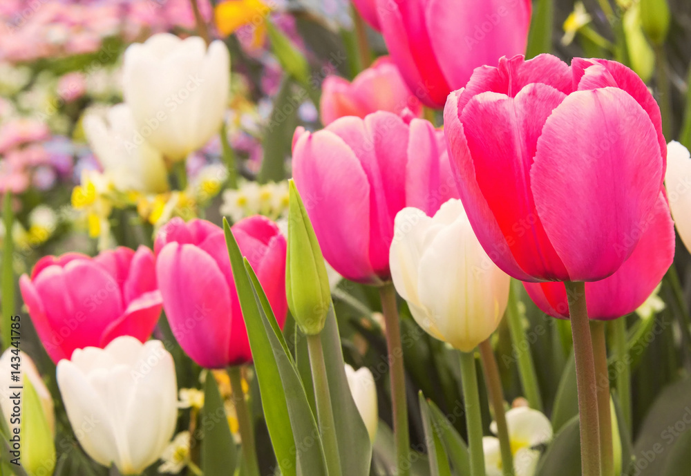 wonderful pink and white tulips wonderful pink and white tulips