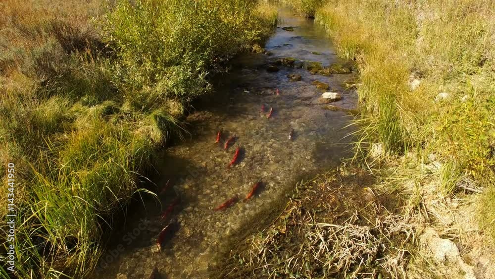 Aerial view of Kokanee Salmon spawning in a small river in Utah Aerial view of Kokanee Salmon spawning in a small river in Utah
