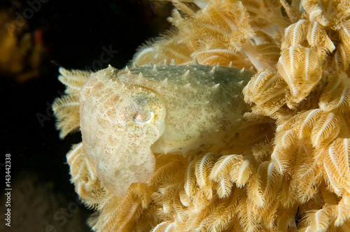 Juvenile cuttlefish, Sepia latimanus, hiding between soft coral tentacles, Bali Indonesia. photo