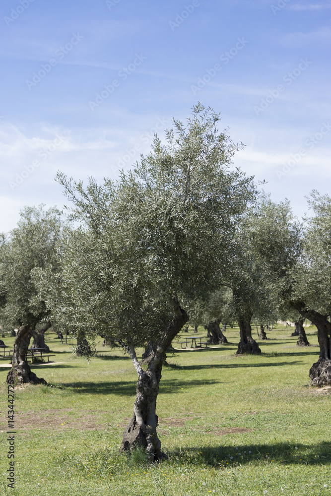 Olive tree - Olea europaea The olive, known by the botanical name Olea  europaea, meaning "European olive", is a species of small tree in the  family Oleaceae Stock Photo | Adobe Stock