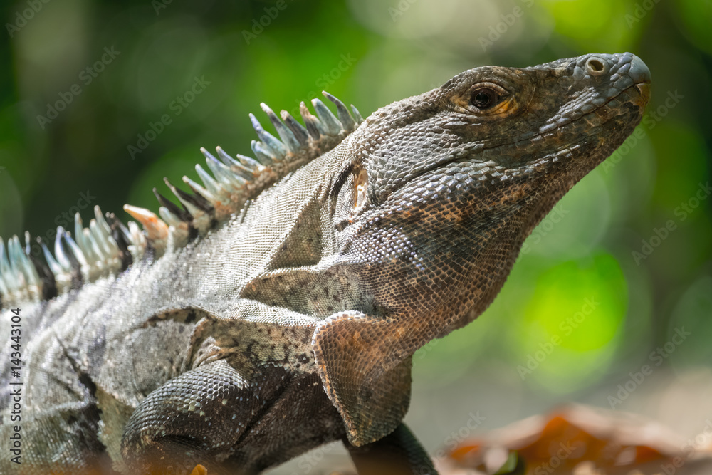 Obraz premium Close up shot of the iguana in the wild with green natural background