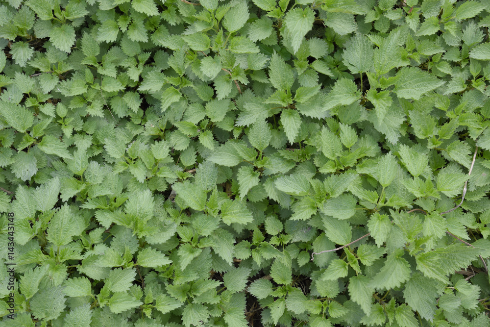 Background of the young nettle. Glade of nettle in the garden Background of the young nettle. Glade of nettle in the garden