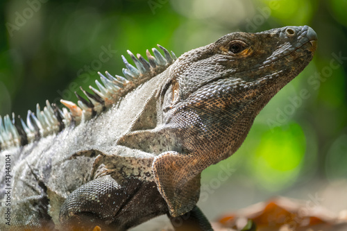 Close up shot of the iguana in the wild with green natural background