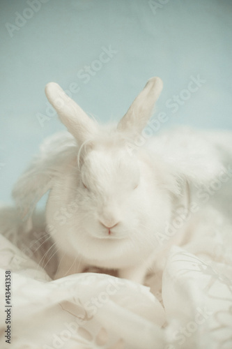 White rabbit with angel wings sleep
