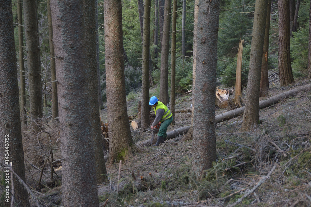 arborist tree surgeon wearing protective hard hat helmett using chain saw to cut fallen tree