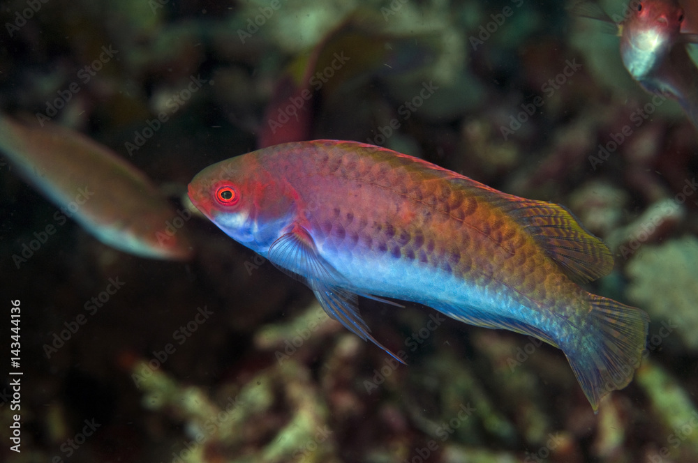 Bluesided wrasse, Cirrhilabrus cyanopleura, Gili Lawa, Indonesia Bluesided wrasse, Cirrhilabrus cyanopleura, Gili Lawa, Indonesia