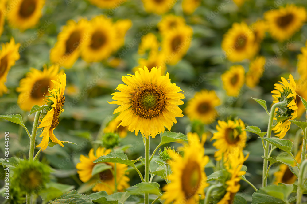 Sunflowers background in sunny day. Agriculture business concept. Sunflowers background. Agriculture background. Sunflower field. Yellow sunflower blooming background. Sunflower agriculture business Sunflowers background in sunny day. Agriculture business concept. Sunflowers background. Agriculture background. Sunflower field. Yellow sunflower blooming background. Sunflower agriculture business