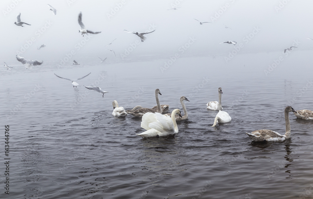 Misty morning - a swan, ducks and sea gulls