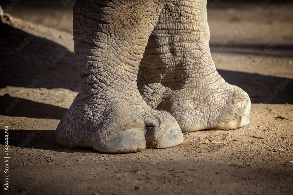 Obraz premium Close up of rhino in the zoo of Barcelona in Spain