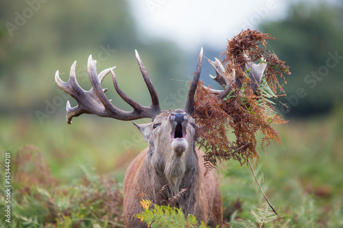 Bellowing red deer stag