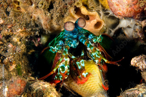 Smashing mantis shrimp, Odontodactylus scyllarus, eating her pray damsel fish, Bali Indonesia.