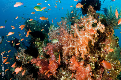 Fototapeta Naklejka Na Ścianę i Meble -  Anthiases swimming around soft corals in Liberty Wreck, Bali Indonesia.