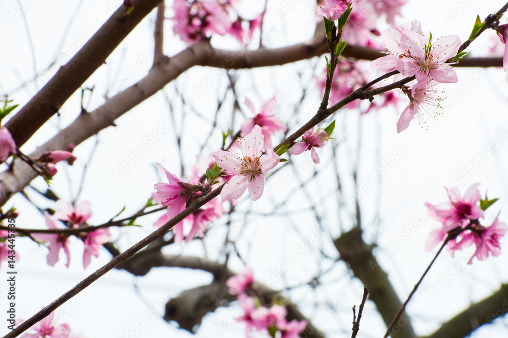Beautiful cherry blossom sakura in spring time over blue sky. Beautiful cherry blossom sakura in spring time over blue sky.