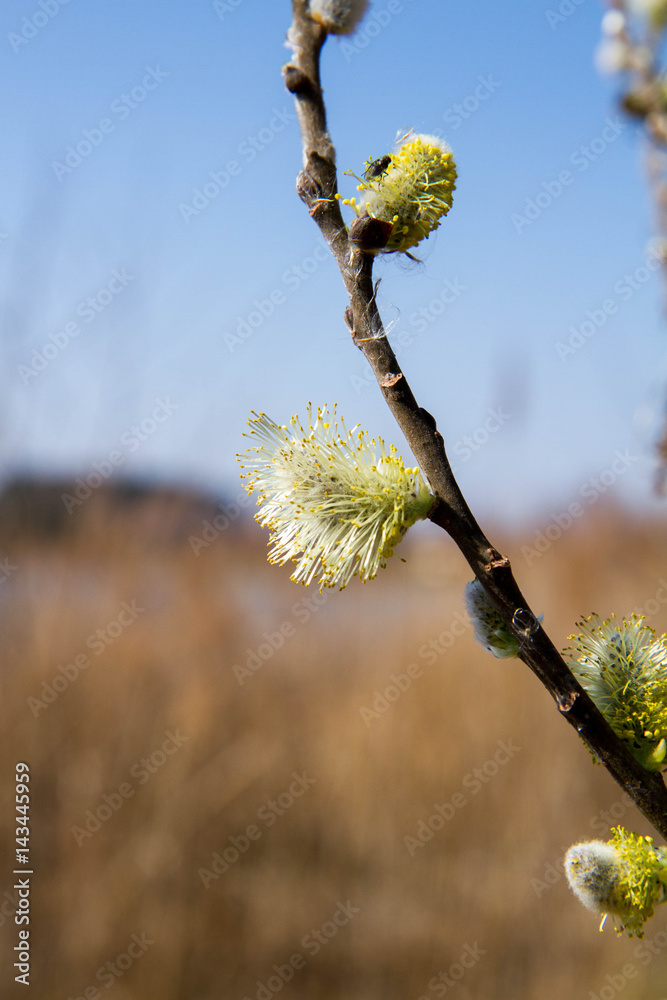 Male catkin of Salix cinerea with bee Male catkin of Salix cinerea with bee