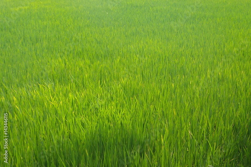 Close-up to the green fresh meadow background
