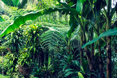 Fototapeta Naklejka Na Ścianę i Meble -  Lush Tropical Jungle Background
