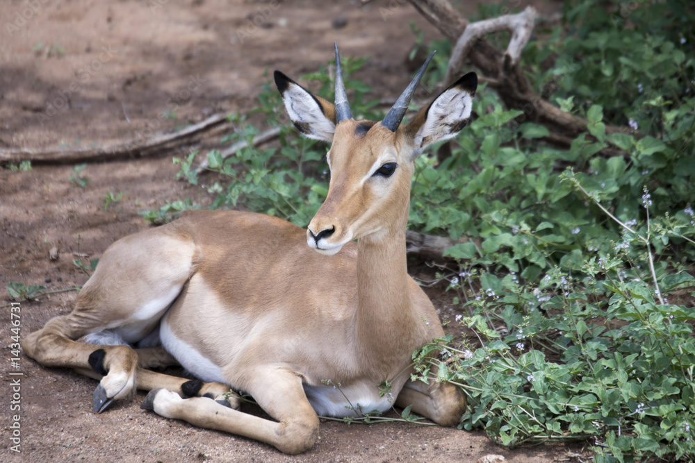 Young male impala on ground