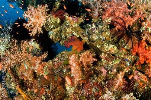 Anthiases swimming around soft corals in Liberty Wreck  Bali Indonesia.