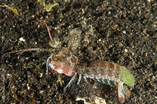 Mantis shrimp  Odontodactylus sp.  Sulawesi Indonesia.