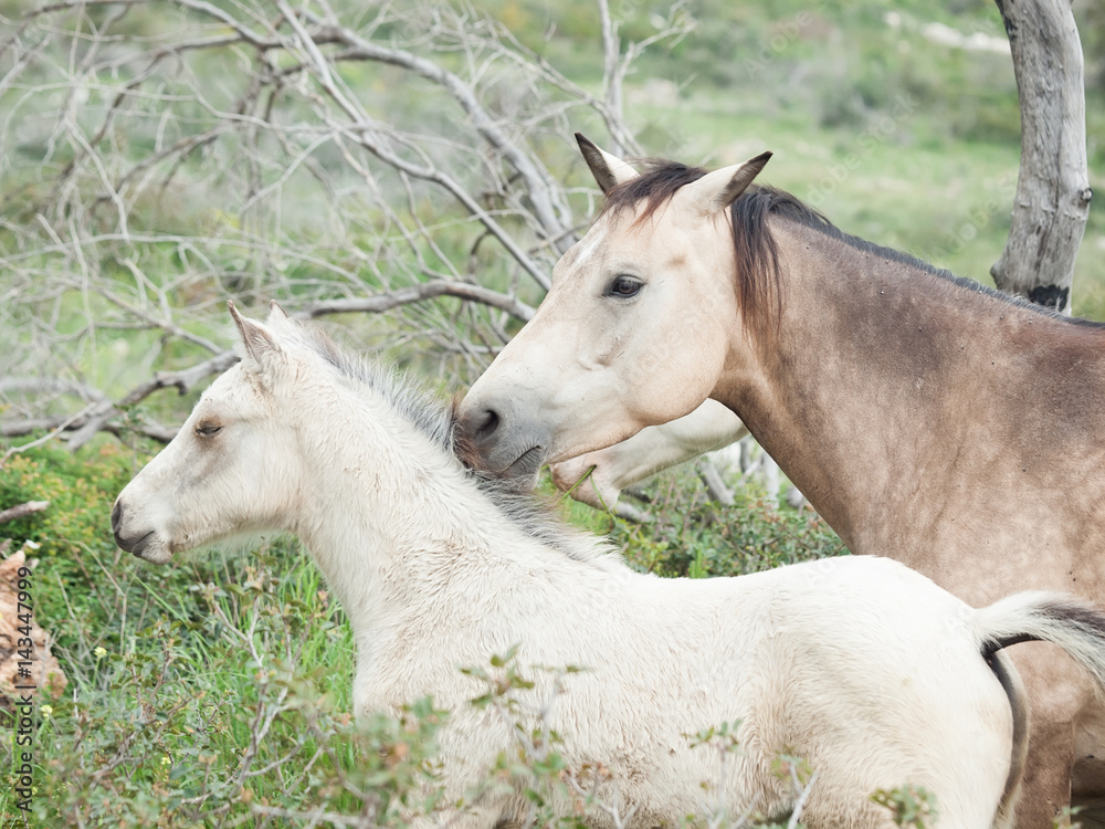 Fototapeta premium Half-wild horses. liberty, Israel