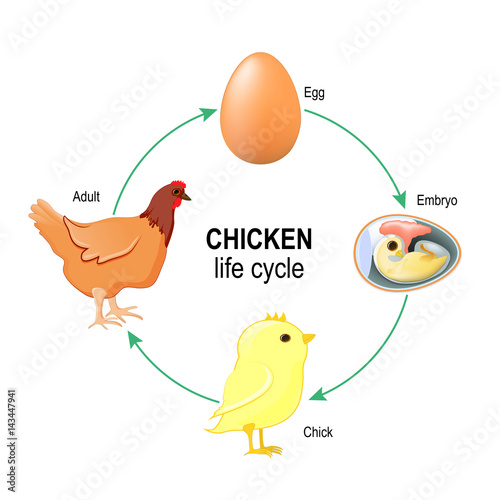 Life Cycle of A Chicken