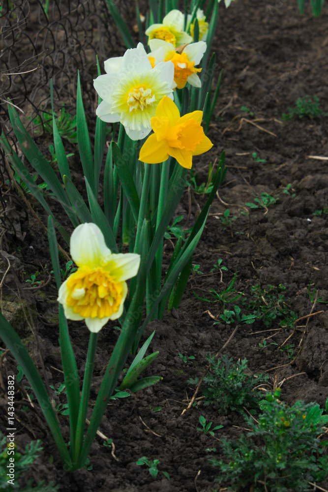 Jonquil Jonquil