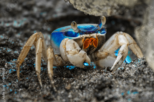 Blue land crab (Cardisoma guanhumi) guarding the burrow. Cahuita National Park, Costa Rica photo
