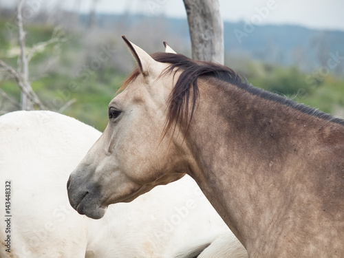  Half-wild horses. liberty, Israel photo