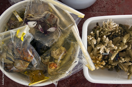 Crustacea and coral samples in buckets. Tabuaeran (Fanning Island) lagoon, Kribati. photo