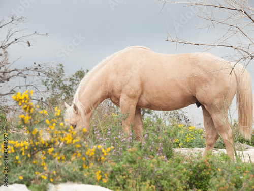 grazling palomino stallion. Half-wild horse. liberty, Israel photo