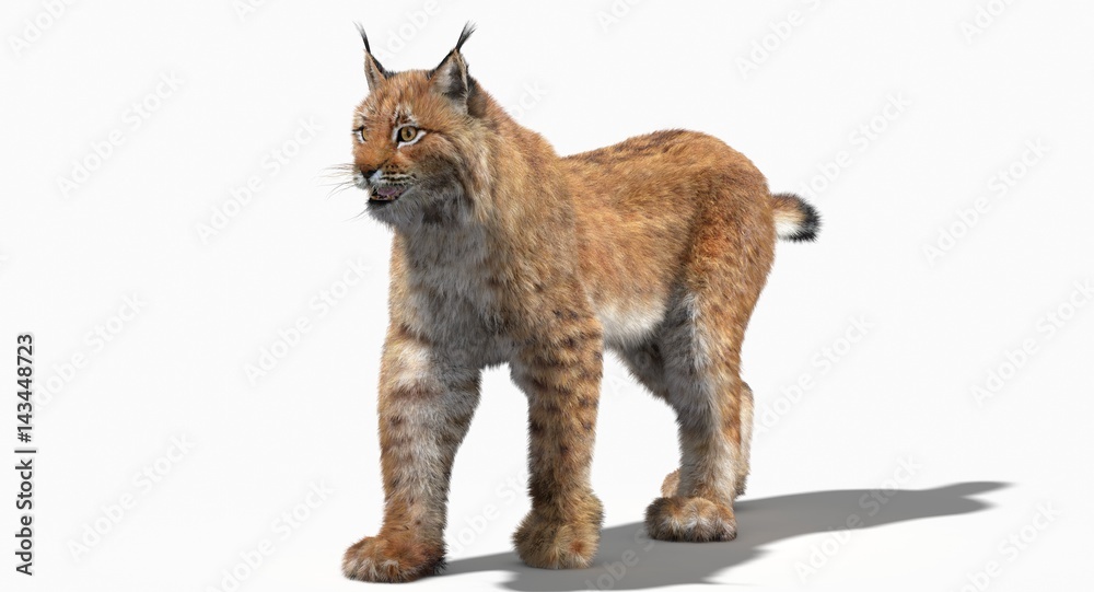 Eurasian Lynx (3d) Eurasian Lynx (3d)