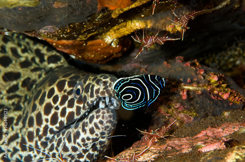 Honeycomb moray eel, Gymnothorax favagineus, juvenile emperor angelfish, Pomacanthus imperator, Bali Indonesia.
