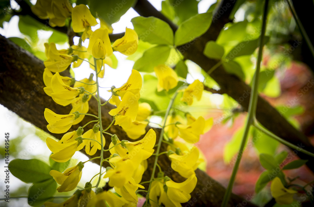 Laburnum arch, Bodnant Gardens, Wales Laburnum arch, Bodnant Gardens, Wales