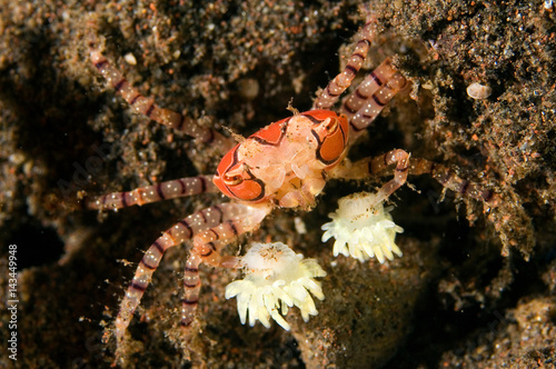 Boxer crab, Lybia tesselata, with defensive anemones attached her arms. Bali Indonesia.