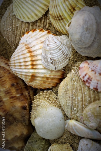 Colored seashells Croatia