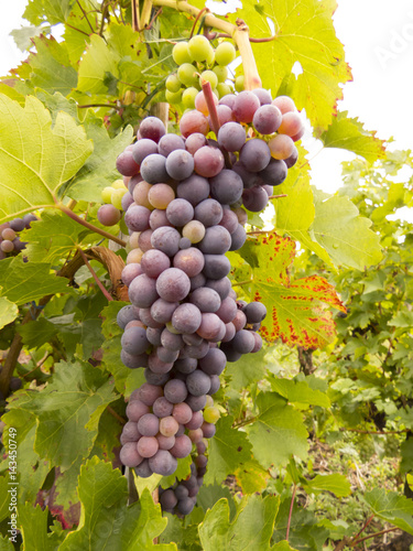 Bunch of grapes