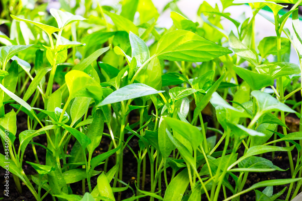 Young Green shoots gain strength and reach for the sun Young Green shoots gain strength and reach for the sun