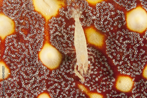 Commensal shrimp, Periclimenes sp., on a starfish, Pentaceraster sp., Sulawesi Indonesia photo