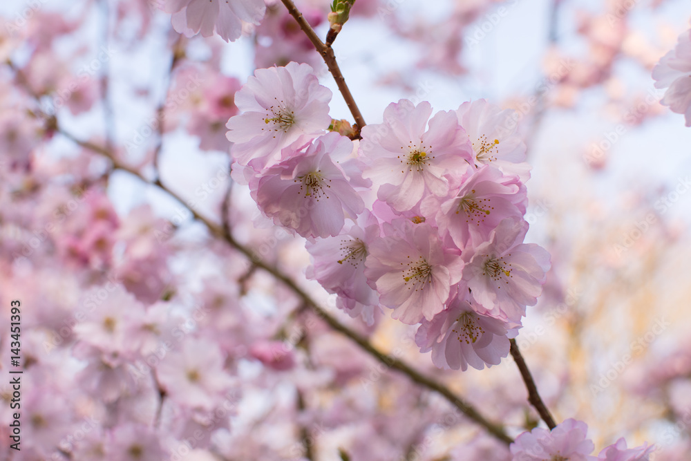 Spring Cherry blossoms, pink flowers.