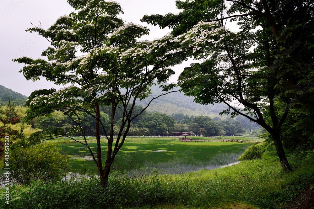 Fototapeta premium 神楽女湖とハナショウブ