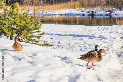 Ducks in the winter nature