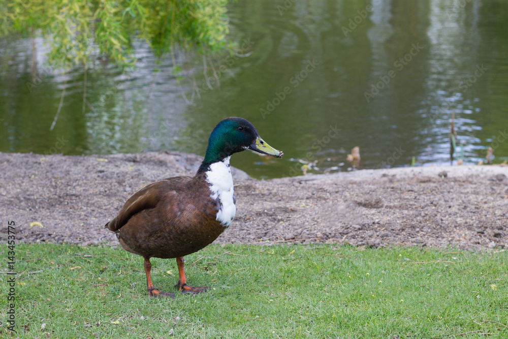Fototapeta premium Ente am Ufer