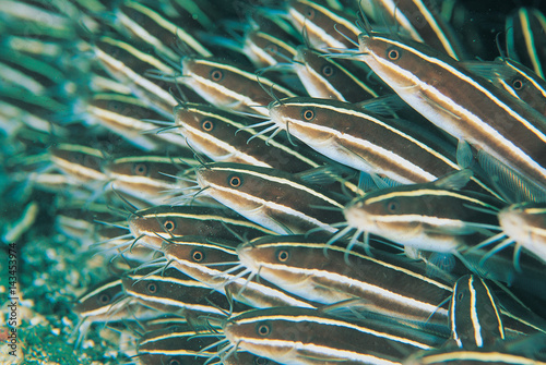 Striped catfishes, Plotosus lineatus, Milne Bay, Papua New Guinea. photo
