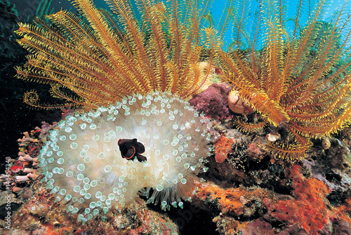 Spinecheek anemonefish , Premnas bieculatus , in a bleaching anemone Coron Philippines photo