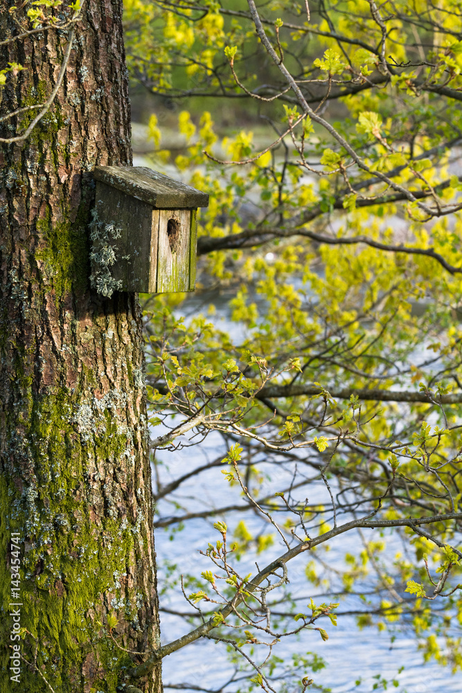 Very old nesting bird box covered in lichen and moss, hanging on a tree in spring, with green buds in the background