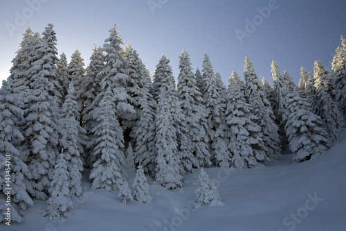 Snow covered pine forest of Aladag Mountain Bolu Turkey
