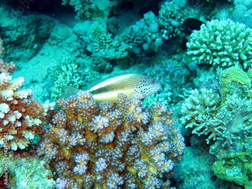 Cirrhitidae Hawk fish in the Red Sea 